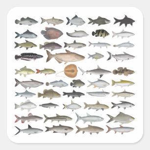 Southeast Asia Freshwater Fish Group Square Sticker