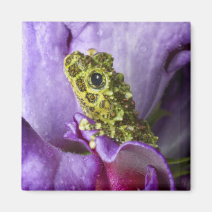 Southeast Vietnam. Close-up of mossy tree frog Magnet