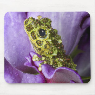 Southeast Vietnam. Close-up of mossy tree frog Mouse Pad