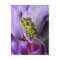 Southeast Vietnam. Close-up of mossy tree frog