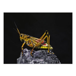 Southeastern Lubber Grasshopper. Photo Print