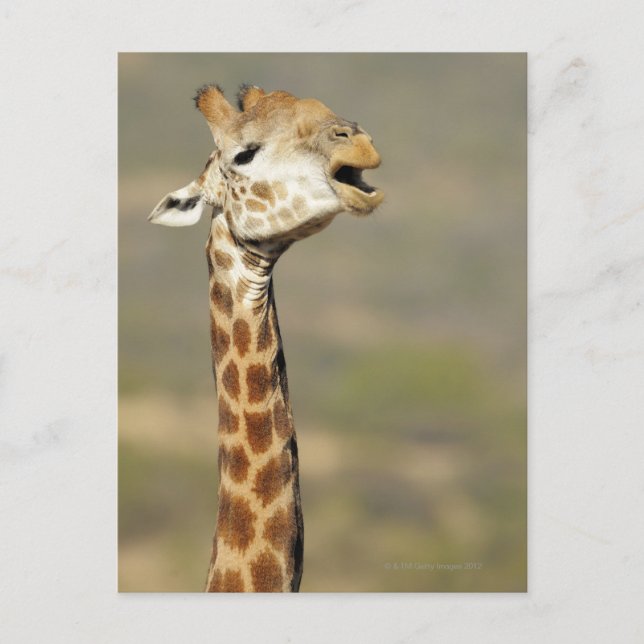 Southern African giraffe (Giraffa camelopardalis Postcard (Front)