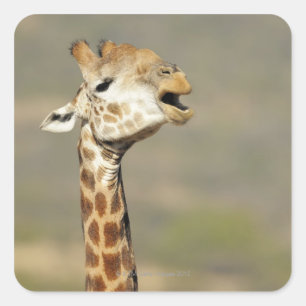Southern African giraffe (Giraffa camelopardalis Square Sticker