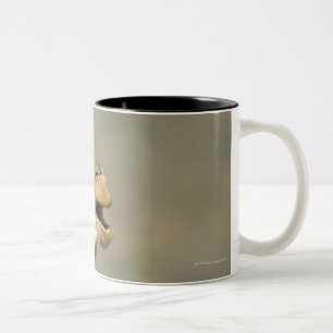 Southern African giraffe (Giraffa camelopardalis Two-Tone Coffee Mug