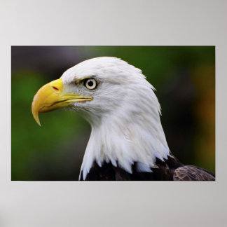 Southern Bald Eagle Print