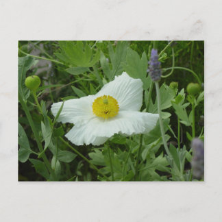 Southern California Poppy Postcard