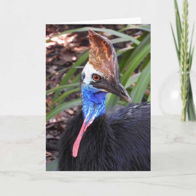 Southern Cassowary Card (Front)