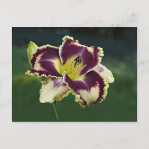 Southern Dazzle Postcard