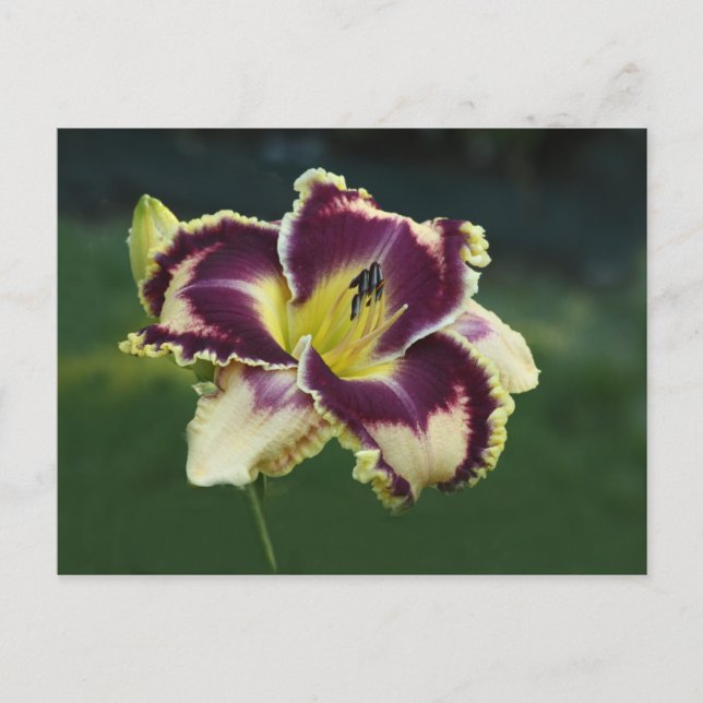 Southern Dazzle Postcard (Front)