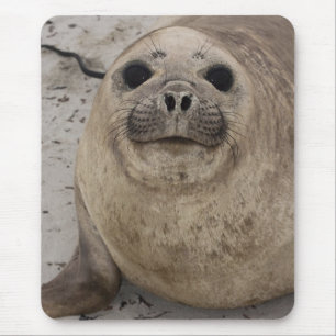 Southern Elephant Seal Mirounga leonina) Mouse Pad