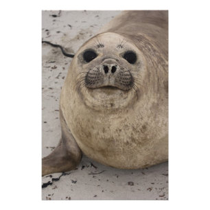 Southern Elephant Seal Mirounga leonina) Photo Print