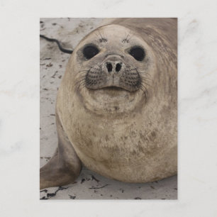 Southern Elephant Seal Mirounga leonina) Postcard