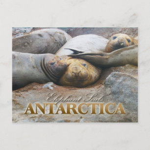 Southern Elephant Seals, Antarctic Peninsula Postcard