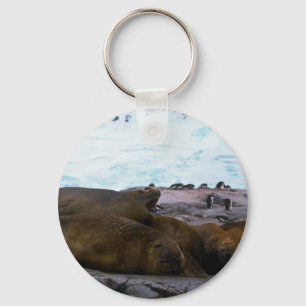 Southern Elephant Seals Key Ring