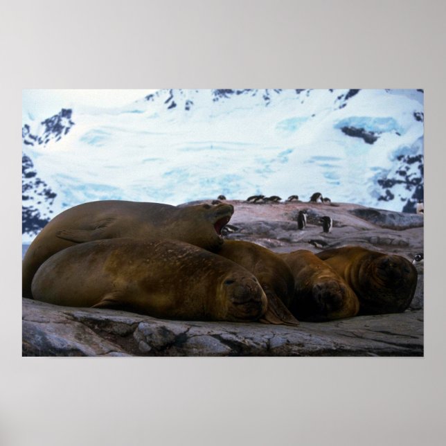 Southern Elephant Seals Poster (Front)