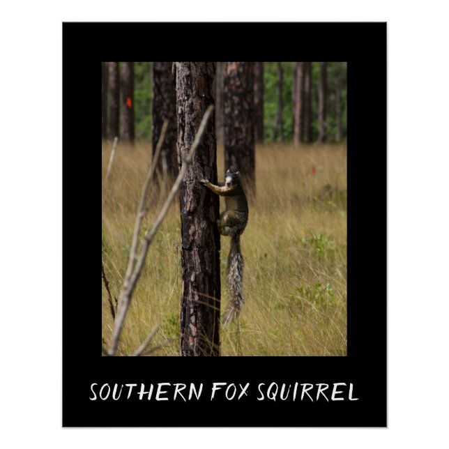 Southern Fox Squirrel Protected Species Poster (Front)