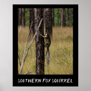 Southern Fox Squirrel Protected Species Poster