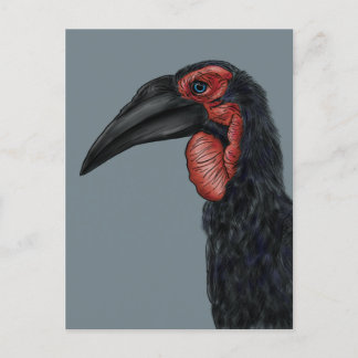 Southern Ground Hornbill Illustration Postcard