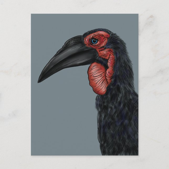 Southern Ground Hornbill Illustration Postcard (Front)