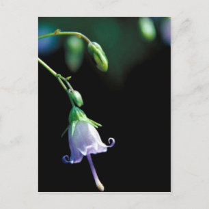 Southern Harebell Postcard