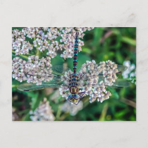 Southern Hawker (Aeshna cyanea) Male Dragonfly Postcard
