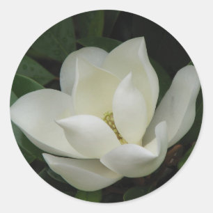 Southern Magnolia Bloom Classic Round Sticker