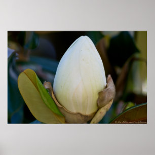Southern Magnolia Egg Blossom Poster