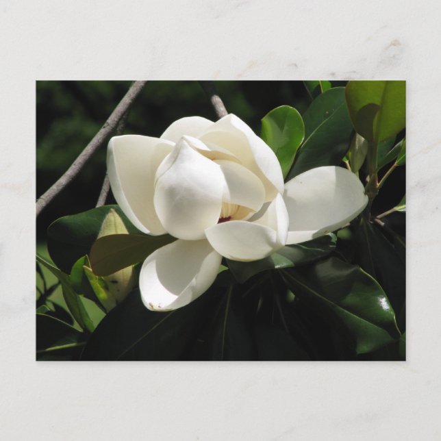 Southern Magnolia Postcard (Front)