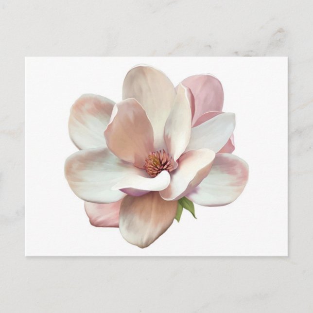 Southern Magnolia postcard (Front)
