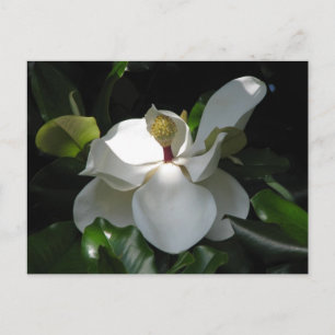 Southern Magnolia Postcard