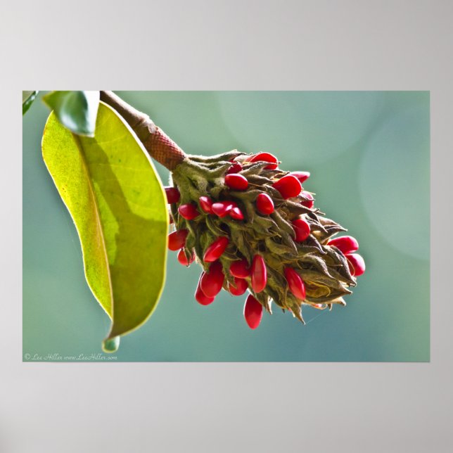 Southern Magnolia Red Seeds in Pod II Poster (Front)