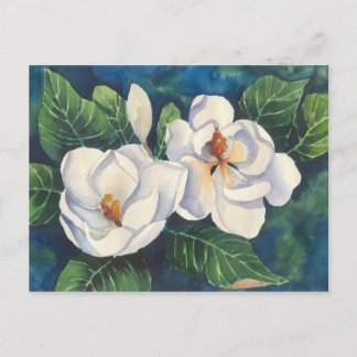 Southern Magnolias Postcard