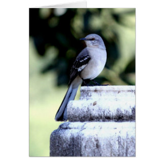 Southern Mockingbird Card