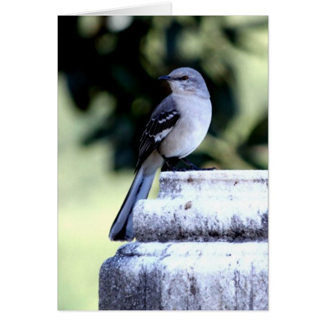 Southern Mockingbird Card (Front)