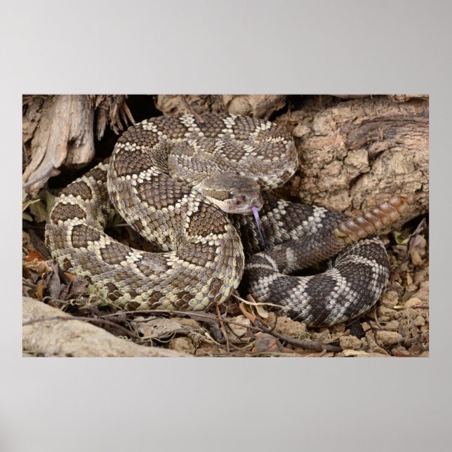 Southern Pacific Rattlesnake. Poster (Front)