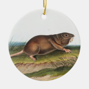 Southern Pouched Rat, Shrew Mole Illustration Ceramic Ornament