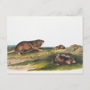 Southern Pouched Rat, Shrew Mole Illustration Postcard