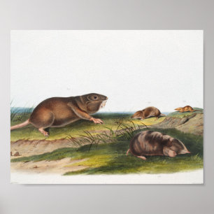 Southern Pouched Rat, Shrew Mole Illustration Poster