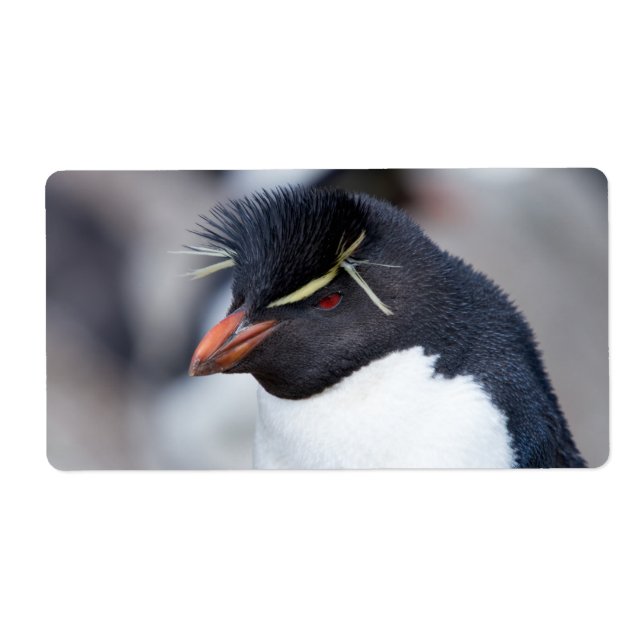 Southern Rockhopper Penguin (Front)
