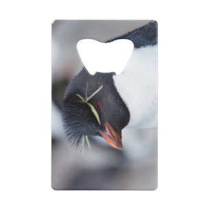 Southern Rockhopper Penguin