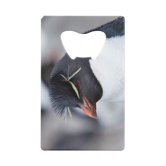 Southern Rockhopper Penguin (Front)