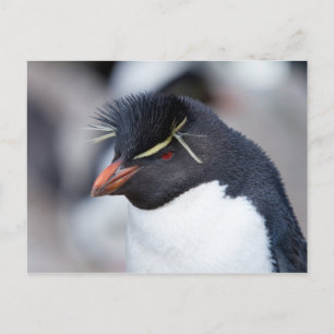 Southern Rockhopper Penguin Postcard