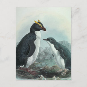 Southern Rockhopper Penguin Postcard