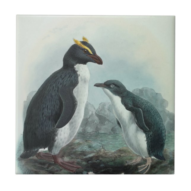 Southern Rockhopper Penguin Tile (Front)