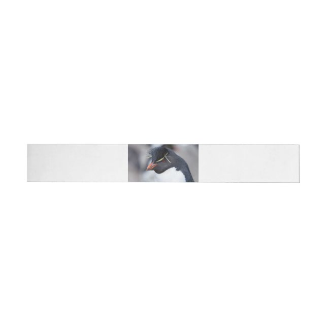 Southern Rockhopper Penguin Wraparound Address Label (Individual)