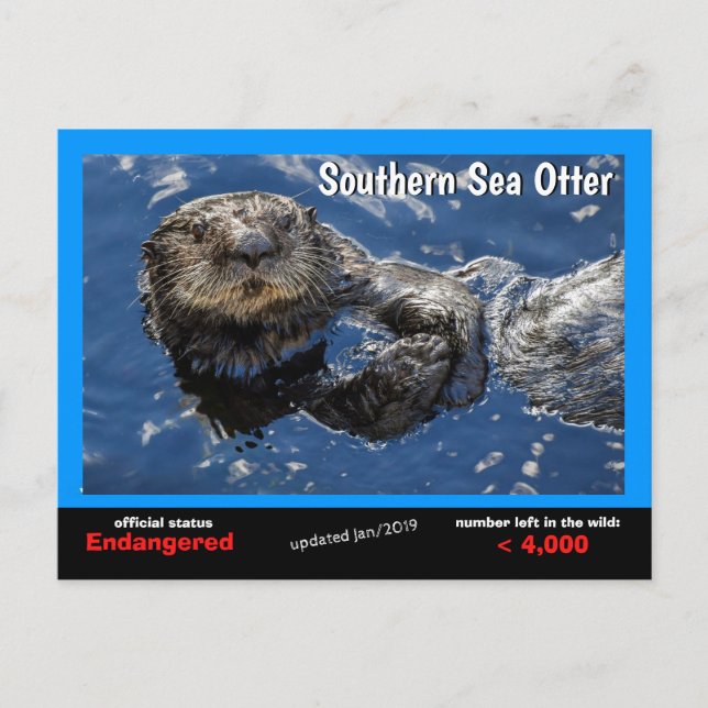 Southern Sea Otter is an endangerd species 5 - Holiday Postcard (Front)