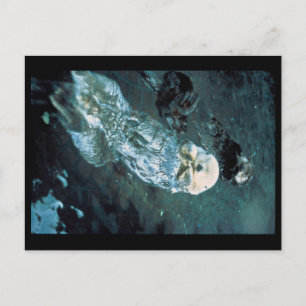Southern Sea Otters Postcard