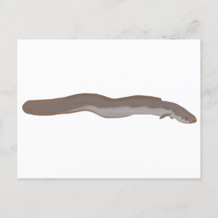Southern Shortfin Eel Postcard