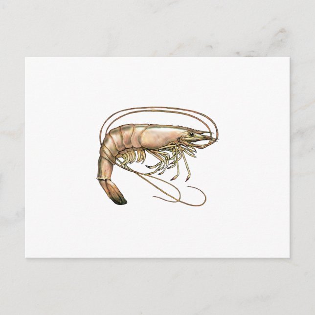 Southern Shrimp Art Postcard (Front)