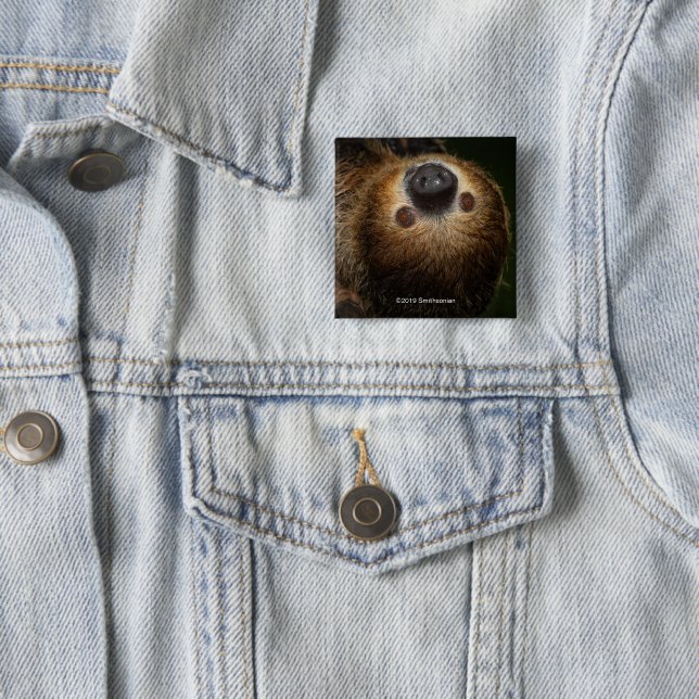Southern Two-Toed Sloth 15 Cm Square Badge (In Situ)
